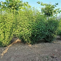 丛生木槿苗圃种植基地 多分枝 绿化工程苗 