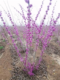 丛生紫荆批发  苗圃种植基地 高度1米 春季开花