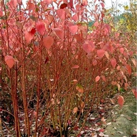 红瑞木苗木种植批发 1米多分枝 冬季枝条红色 苗圃发货