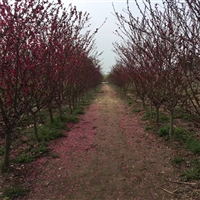 红叶碧桃苗圃种植基地 苗圃批发 3到8公分 工程绿化苗木