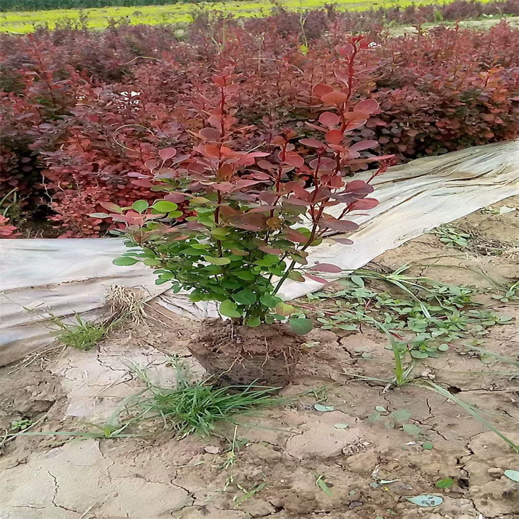 红叶小檗小苗批发  苗圃种植基地 小苗冠幅一米球 小区绿化
