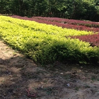 金叶女贞苗木批发 苗圃种植基地 小区绿化 工程苗木