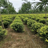 金叶女贞球种植基地 冠幅0.8到1米5 精品球类 小区绿化苗木