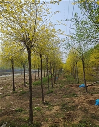 金叶榆苗木种植基地 8公分 10公分 苗圃发货球类  工程苗木批发