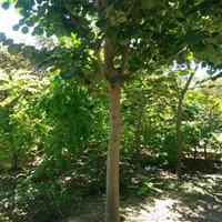 巨紫荆苗木生产厂家 5公分 8公分 绿化行道树