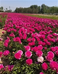 芍药苗木种植基地 苗圃批发 3到5年苗 牡丹芍药