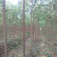 两百亩丝棉木种植基地 2公分 3公分 8公分 绿化树乔木