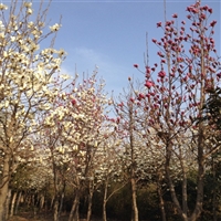 红白玉兰苗木种植基地 3到12公分  春季开花 小区绿化