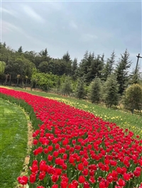 郁金香苗木种植基地 开花漂亮 地被绿化植物