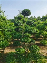 小叶女贞造型苗圃基地 多云片 别墅绿化