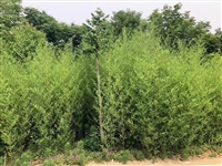 竹子苗木种植基地 竹子批发 紫竹 刚竹 绿化苗木 1米到10米