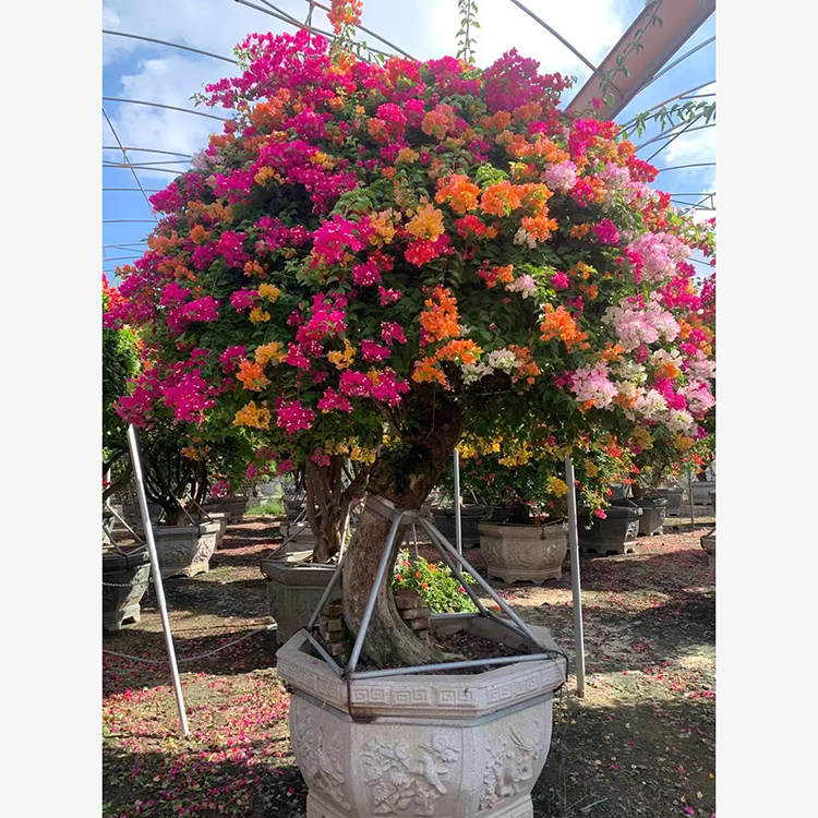 泰国五雀多色三角梅老桩 五雀三角梅桩景 规格齐全