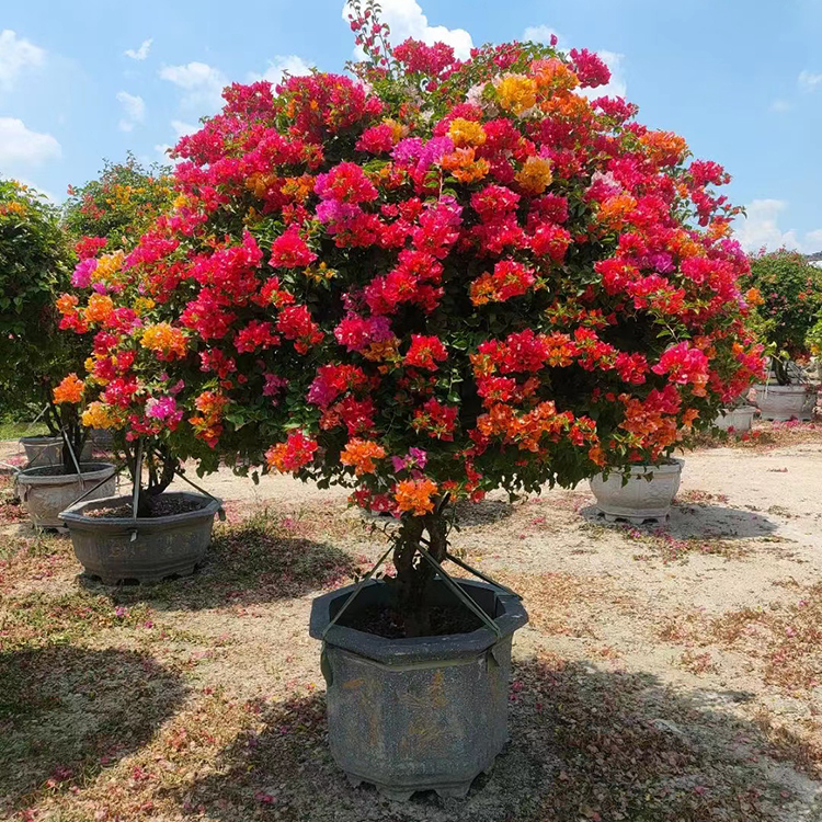 泰国五雀多色三角梅老桩 五雀三角梅桩景 规格齐全