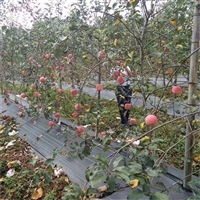 切片单张打孔防草布 苹果树专用防草布 育苗苗圃4米宽多孔防草布