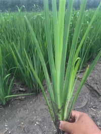 盆栽黄花鸢尾种植效果好 黄菖蒲种植基地批发