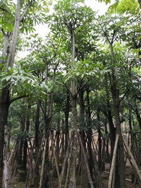 广东揭阳盆架子种植基地 广太盆架子价格有优势批发商