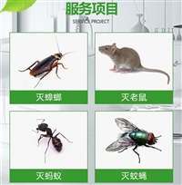 深圳灭老鼠公司