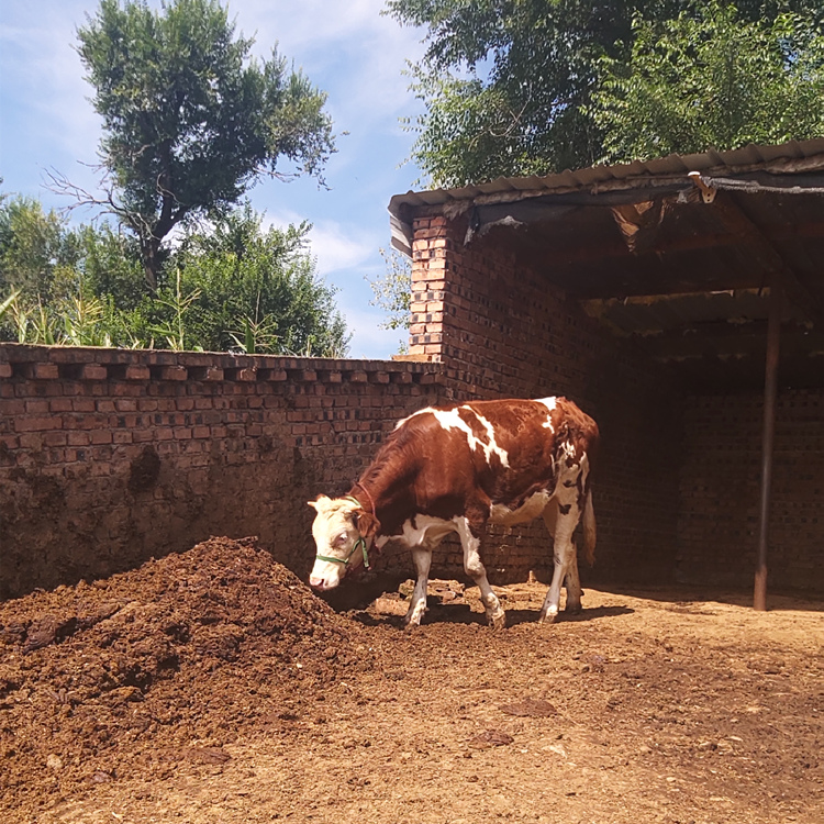 犊牛,经过检疫后出售给李忠书,同时按市场价格供应喂牛的玉米,豆粕