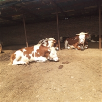 500斤西门塔尔四代母牛出售价格