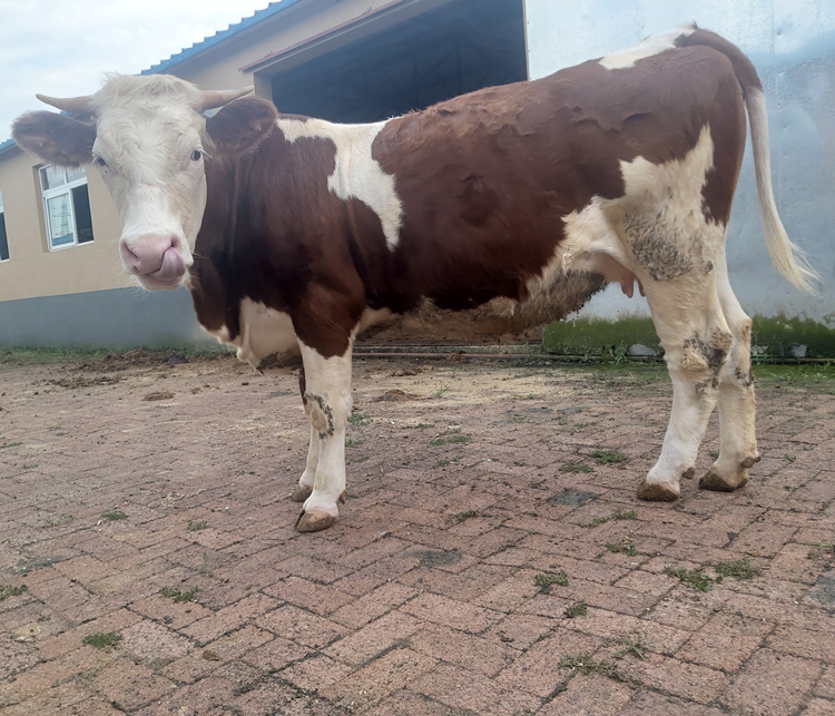 宁夏西门塔尔牛犊小母牛 可技术跟踪服务 多少钱一只