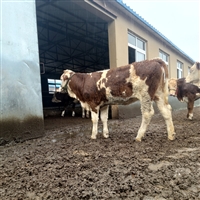 河南西门塔尔小母牛犊 采食能力强 现在什么价格