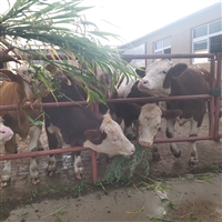 广东西门塔尔四代母牛 出肉率高 多少钱