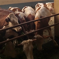 贵州西门塔尔母牛 存栏量大 多少一头