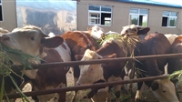 广西西门塔尔基础母牛 自养自销 现在什么价