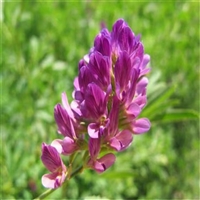 紫花苜蓿种子 耐寒耐干旱 四季种植多年生绿肥 高产牧草种子