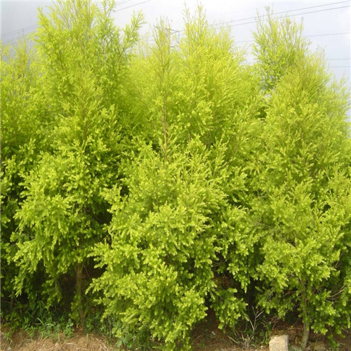 喜水植物庭院观赏盆栽 球形黄金香柳 绿化工程造型树