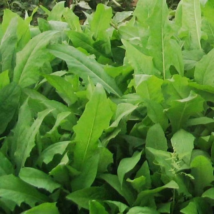 多年生牧草  苦荬菜种子 高蛋白营养价值丰富