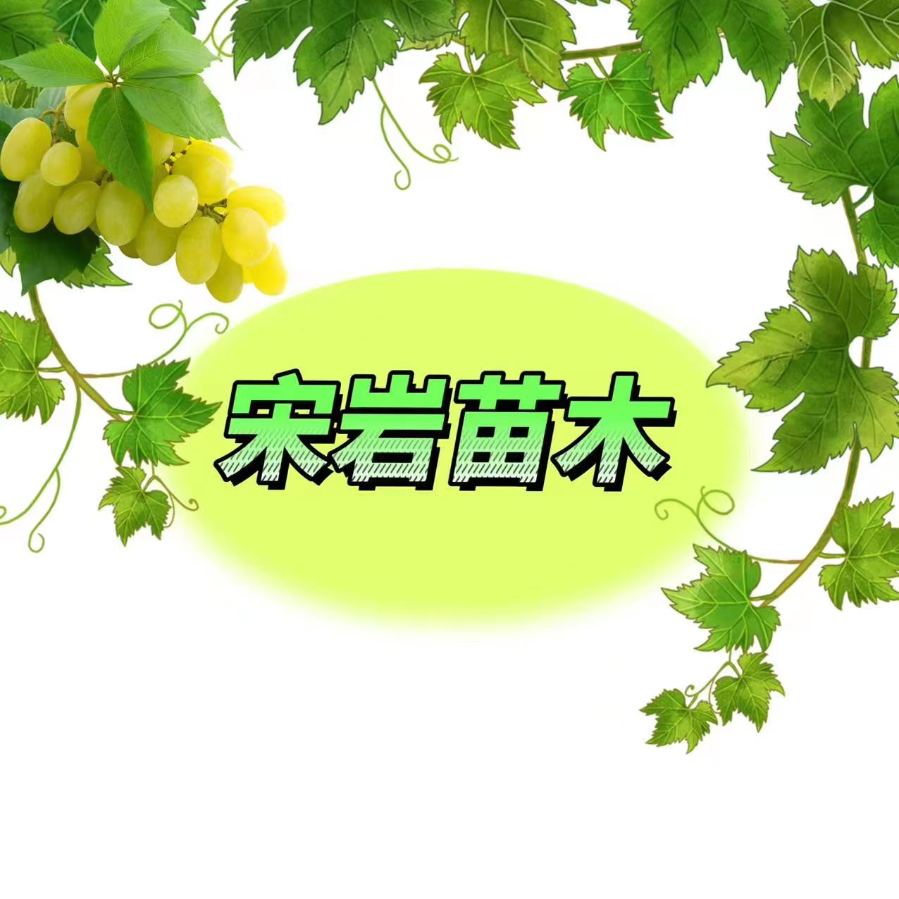 出售茉莉香葡萄专用拉花拉穗药 价格 厂家 搜了网