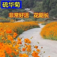 硫华菊种子 花卉种子  耐旱耐贫瘠草花种