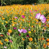 硫华菊种子 小区庭院花园观赏花卉 易成活易打理