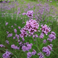 柳叶马鞭草种子 公园景区观赏花卉植物  多年生耐寒