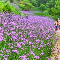 柳叶马鞭草种子  根系发达生长速度快 种植范围广泛