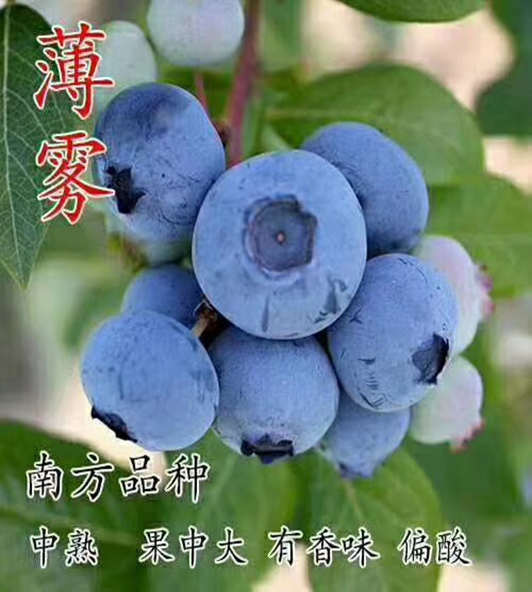 2022年蓝莓苗品种H系列旺运苗木出售营养钵大苗