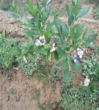 大同市H5蓝莓苗苗木详情庭院种植尽在旺运苗木