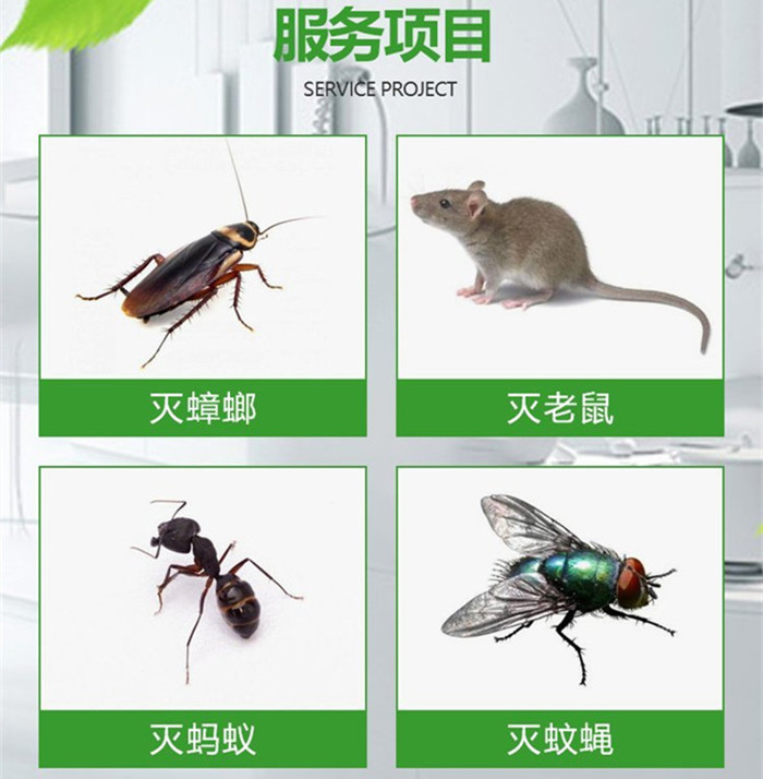 深圳罗湖家庭灭蟑螂多少钱  深圳灭蟑螂收费的标准