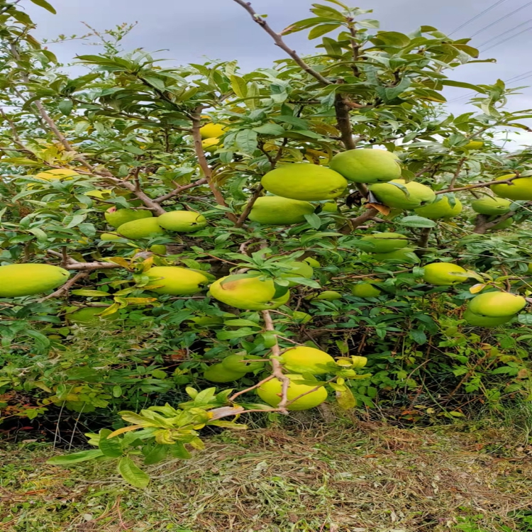 酸木瓜