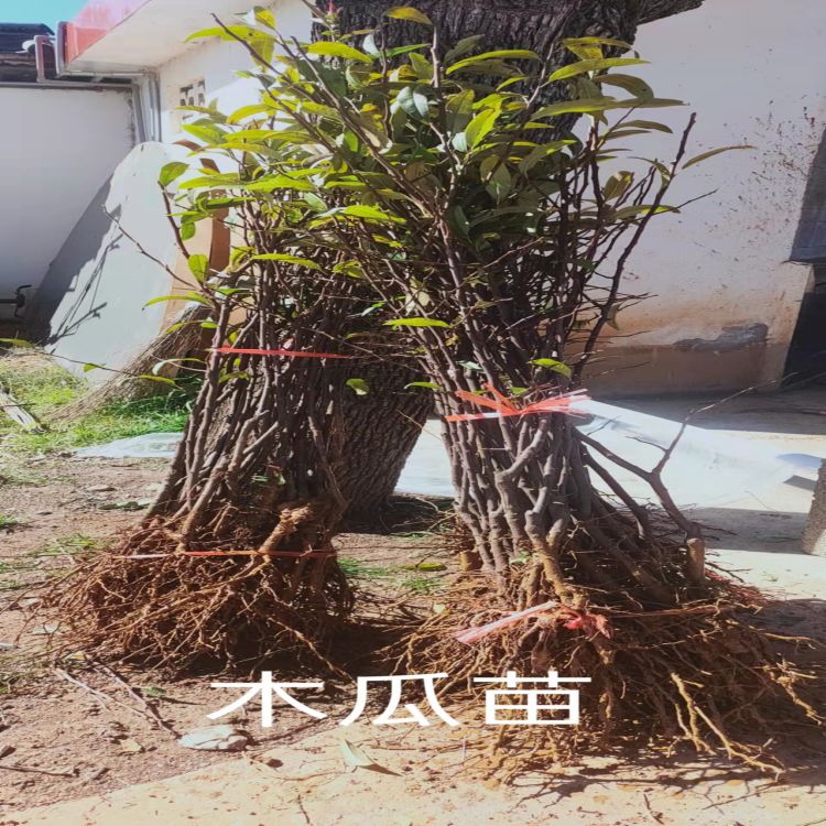 酸木瓜新2