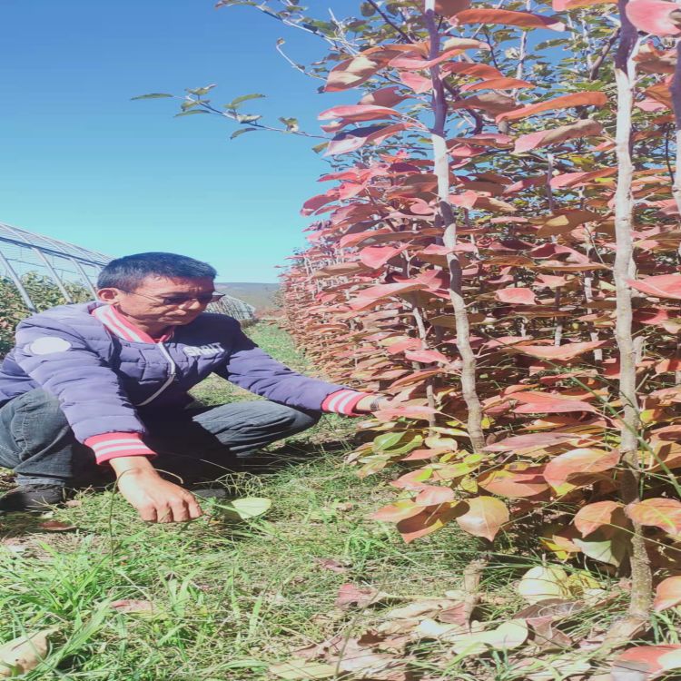 紅梨