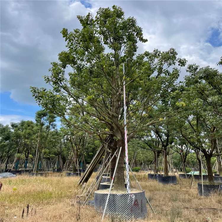 全冠香樟移植苗 光杆养冠 别墅庭院景观绿化树 公园道路绿化观赏乔木
