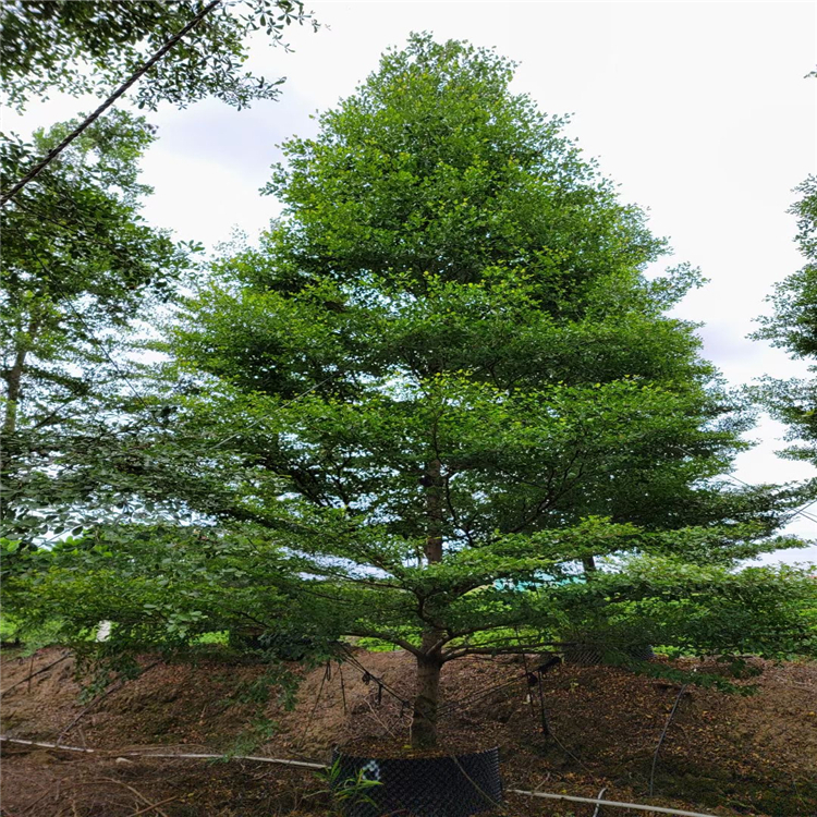 小叶榄仁 塔型树冠 小区公园景观造景观赏树 树干笔直观赏价值高