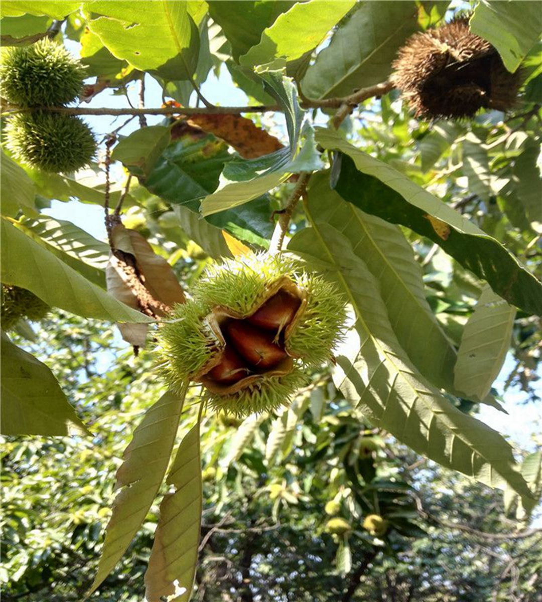 荣昌县苗木详情板栗苗尽在旺运苗木当年种植