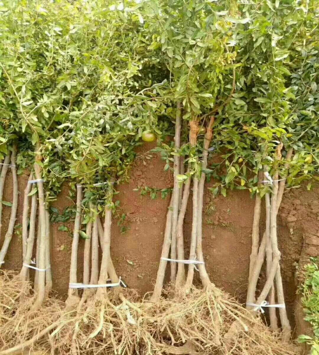 规格齐全泰山红石榴苗供应桃苗市场报价