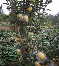 苹果苗品种推荐庭院种植当年结果