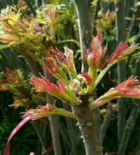 威海市香椿苗基地当年采摘2022年种植