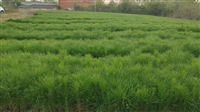 湿地松苗,湿地松树苗,高30公分一年生湿地松苗-林之源种植合作社