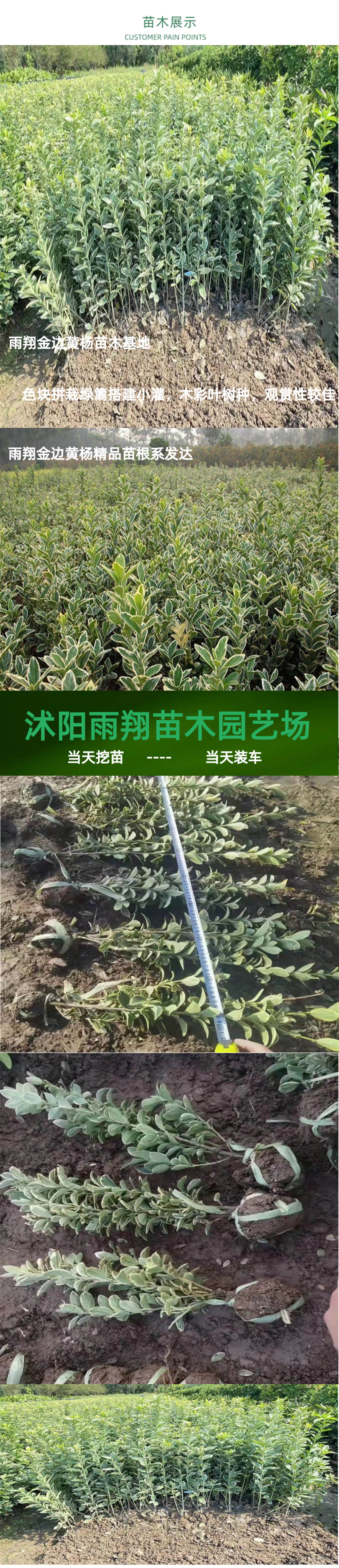 马路绿化带灌木名字图片